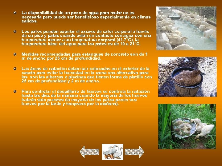 La disponibilidad de un poco de agua para nadar no es necesaria pero puede