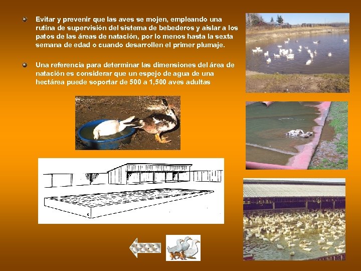 Evitar y prevenir que las aves se mojen, empleando una rutina de supervisión del