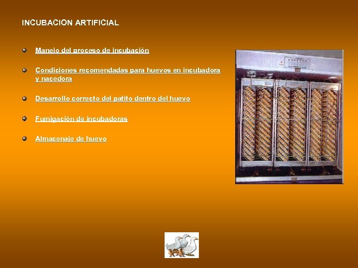 INCUBACION ARTIFICIAL Manejo del proceso de incubación Condiciones recomendadas para huevos en incubadora y