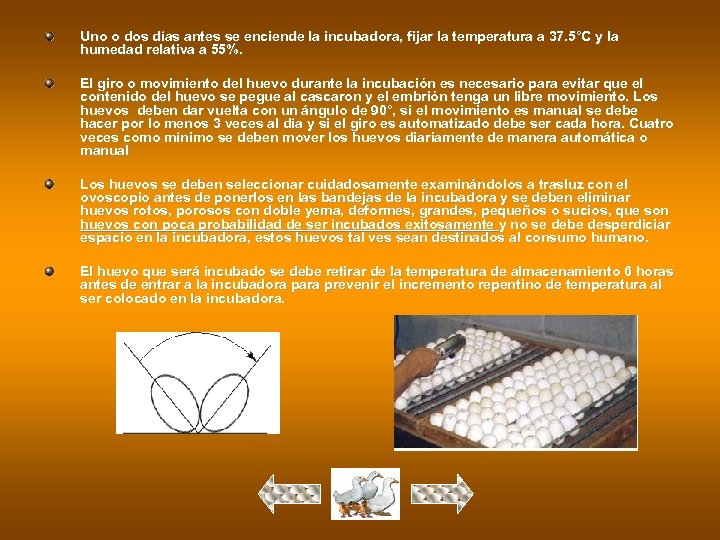 Uno o dos días antes se enciende la incubadora, fijar la temperatura a 37.