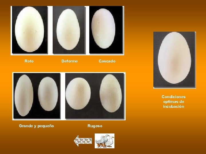 Roto Deforme Cascado Condiciones optimas de incubación Grande y pequeño Rugoso 