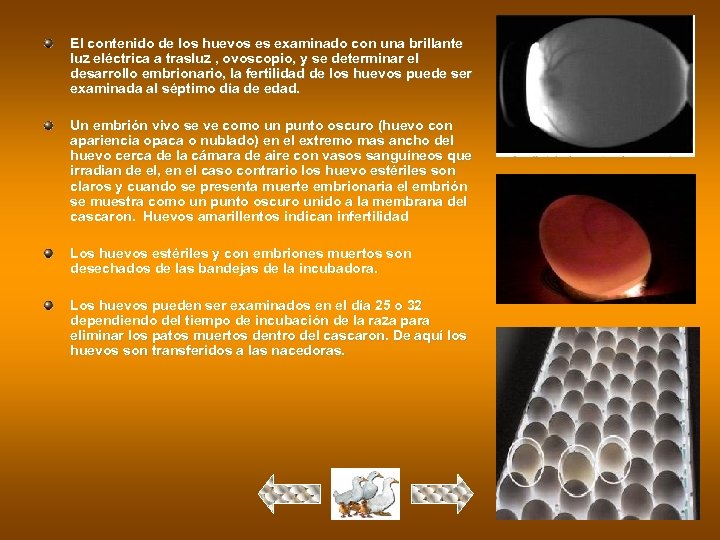 El contenido de los huevos es examinado con una brillante luz eléctrica a trasluz