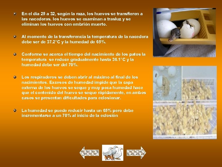 En el día 25 a 32, según la raza, los huevos se transfieren a
