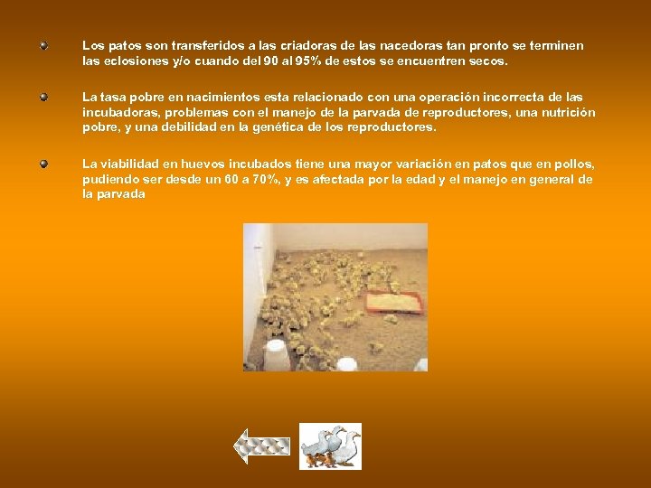 Los patos son transferidos a las criadoras de las nacedoras tan pronto se terminen