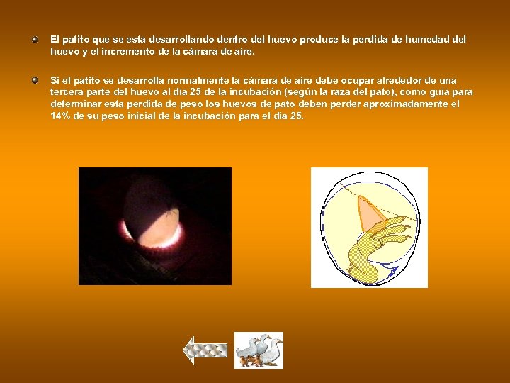 El patito que se esta desarrollando dentro del huevo produce la perdida de humedad