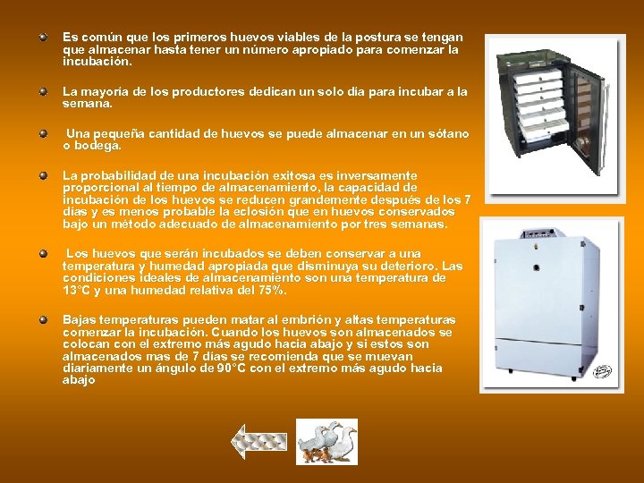 Es común que los primeros huevos viables de la postura se tengan que almacenar