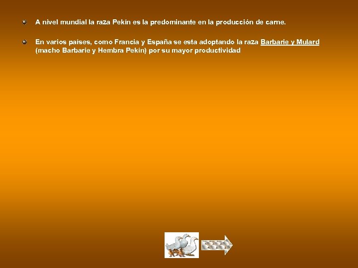 A nivel mundial la raza Pekín es la predominante en la producción de carne.