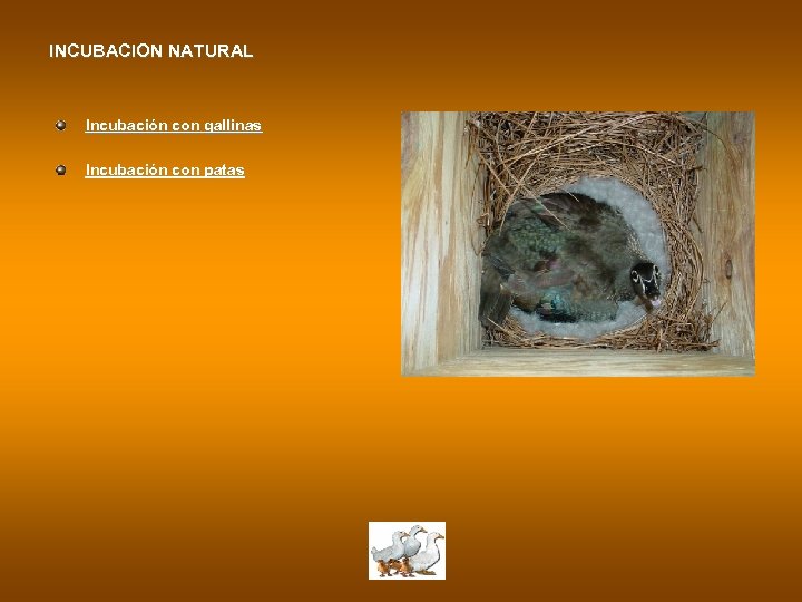 INCUBACION NATURAL Incubación con gallinas Incubación con patas 
