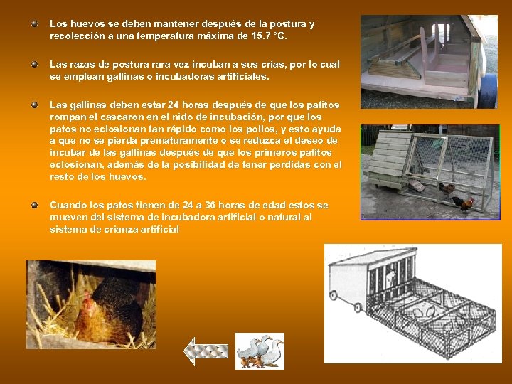 Los huevos se deben mantener después de la postura y recolección a una temperatura