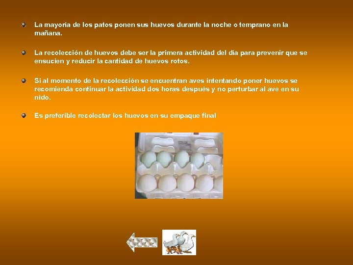 La mayoría de los patos ponen sus huevos durante la noche o temprano en