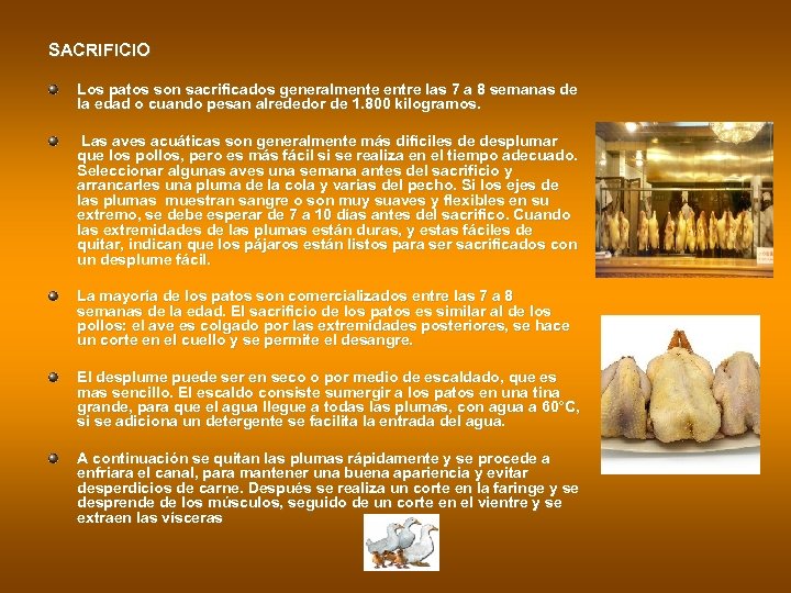 SACRIFICIO Los patos son sacrificados generalmente entre las 7 a 8 semanas de la