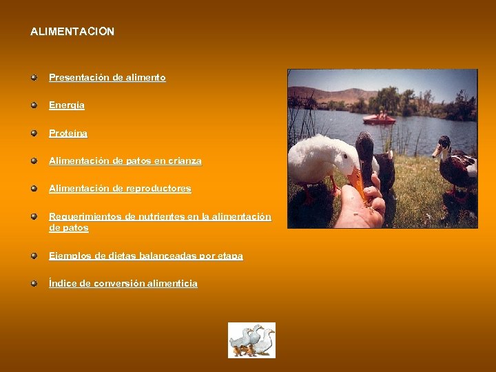 ALIMENTACION Presentación de alimento Energía Proteína Alimentación de patos en crianza Alimentación de reproductores
