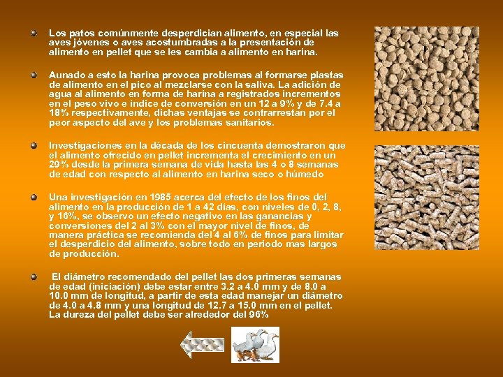 Los patos comúnmente desperdician alimento, en especial las aves jóvenes o aves acostumbradas a