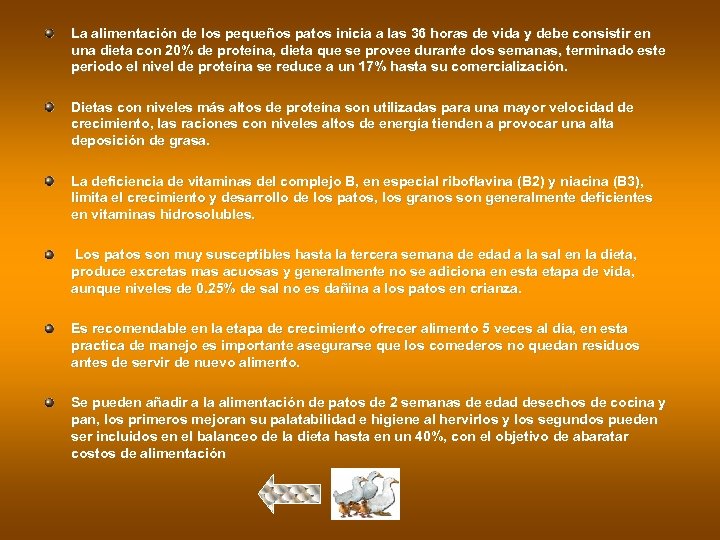 La alimentación de los pequeños patos inicia a las 36 horas de vida y