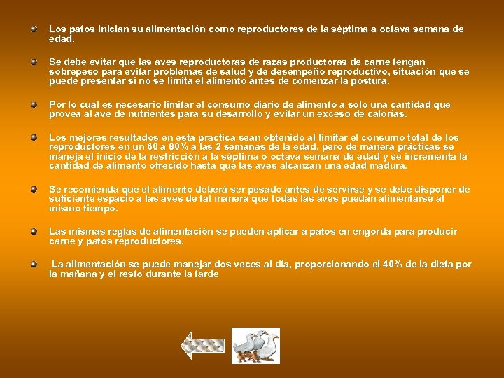 Los patos inician su alimentación como reproductores de la séptima a octava semana de