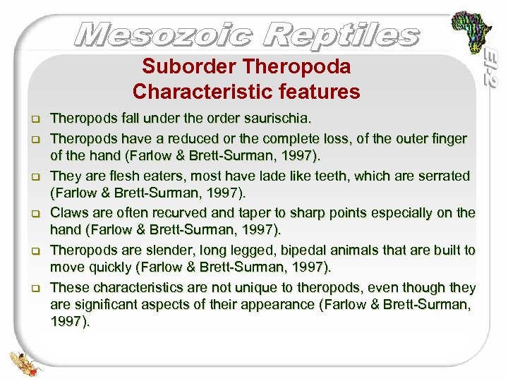 Suborder Theropoda Characteristic features q q q Theropods fall under the order saurischia. Theropods