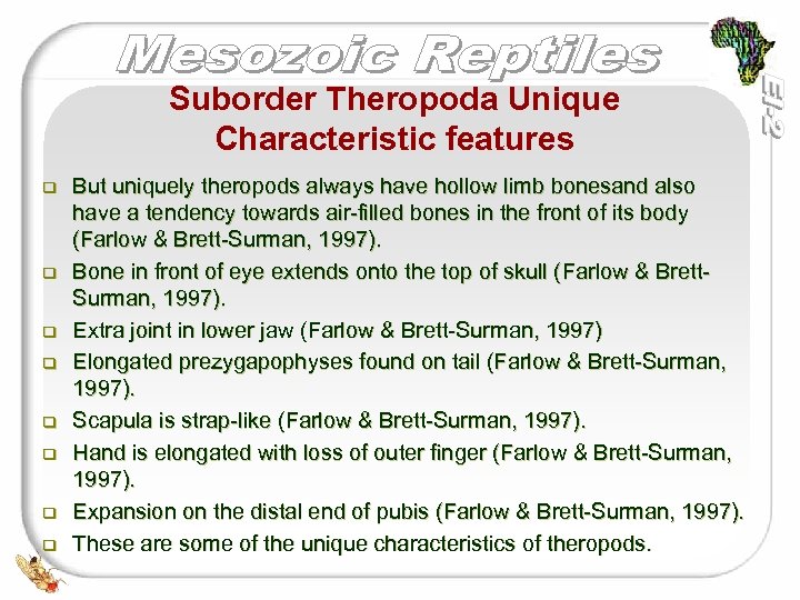 Suborder Theropoda Unique Characteristic features q q q q But uniquely theropods always have