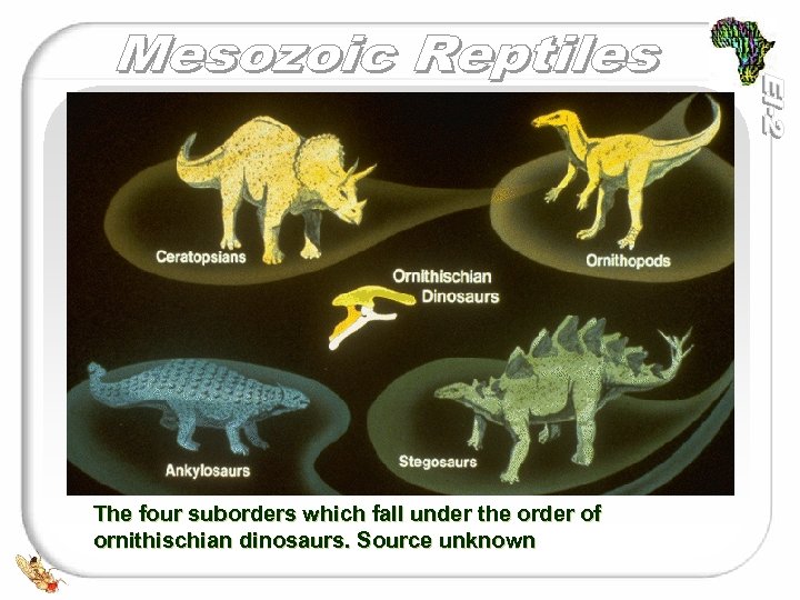 The four suborders which fall under the order of ornithischian dinosaurs. Source unknown 