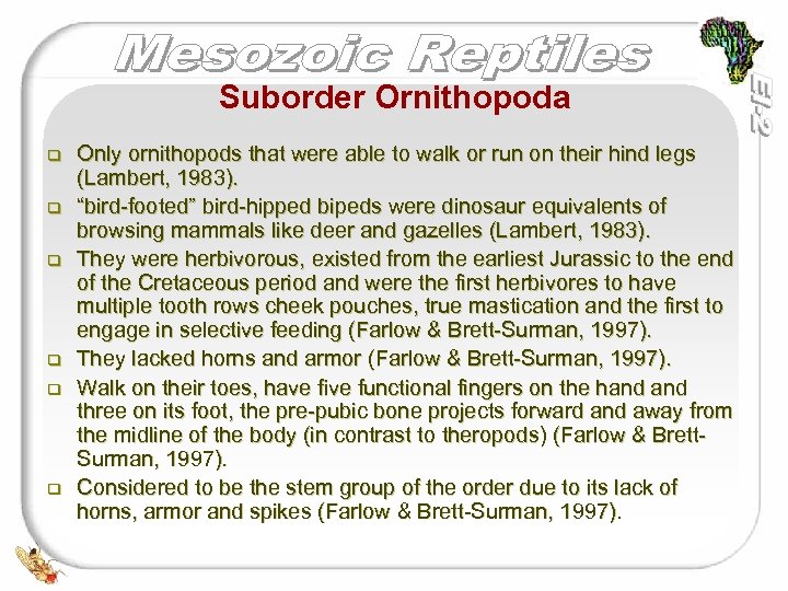 Suborder Ornithopoda q q q Only ornithopods that were able to walk or run