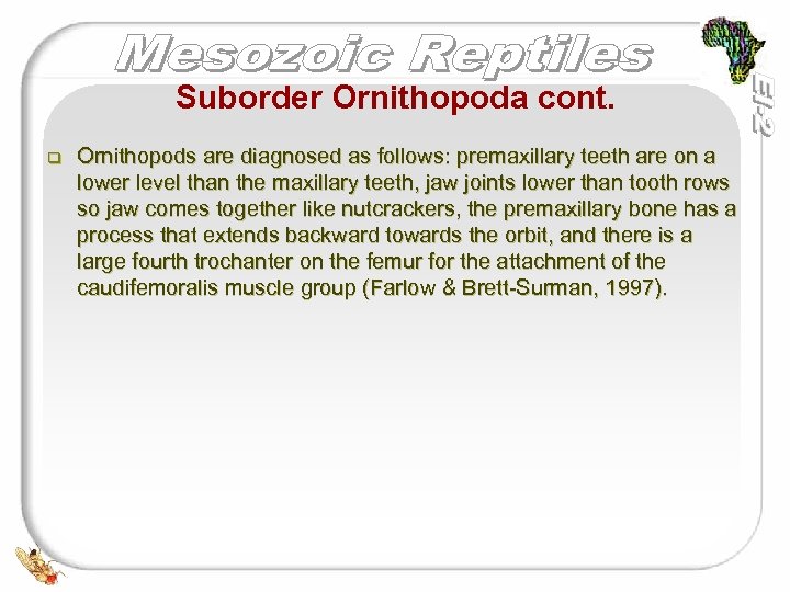 Suborder Ornithopoda cont. q Ornithopods are diagnosed as follows: premaxillary teeth are on a