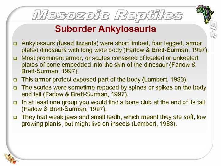 Suborder Ankylosauria q q q Ankylosaurs (fused lizzards) were short limbed, four legged, armor