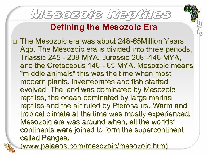 Defining the Mesozoic Era q The Mesozoic era was about 248 -65 Million Years