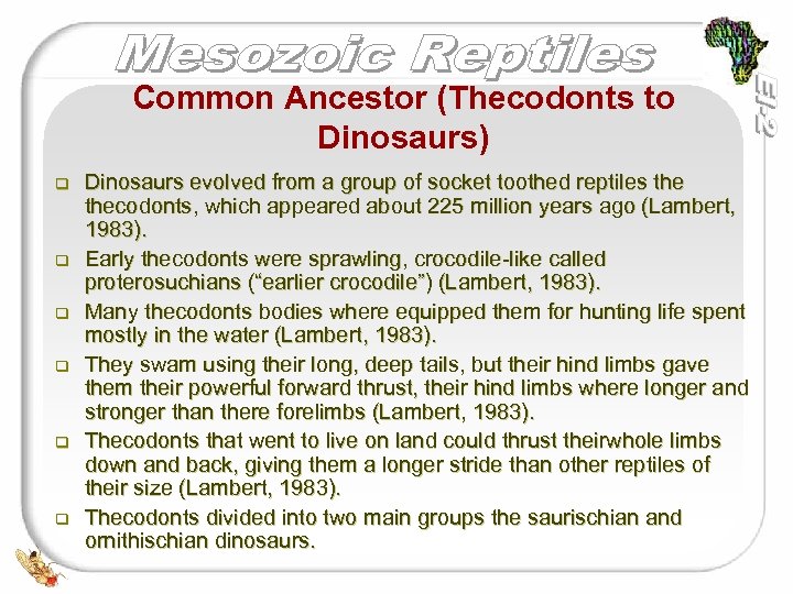 Common Ancestor (Thecodonts to Dinosaurs) q q q Dinosaurs evolved from a group of