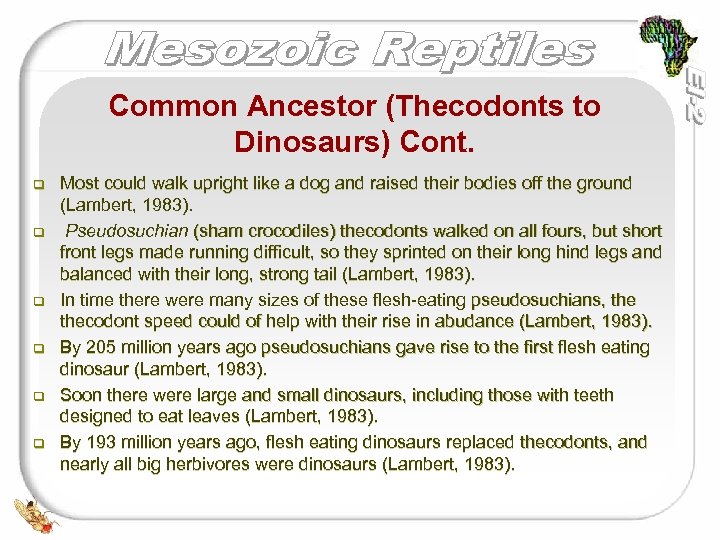 Common Ancestor (Thecodonts to Dinosaurs) Cont. q q q Most could walk upright like