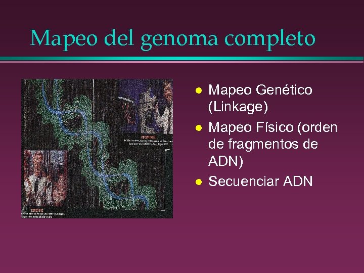 Mapeo del genoma completo l l l Mapeo Genético (Linkage) Mapeo Físico (orden de