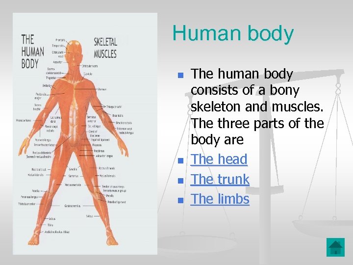 Human body n n The human body consists of a bony skeleton and muscles.