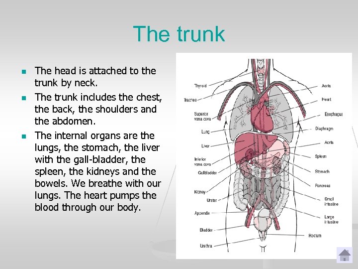 The trunk n n n The head is attached to the trunk by neck.