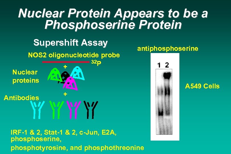 Nuclear Protein Appears to be a Phosphoserine Protein Supershift Assay NOS 2 oligonucleotide probe