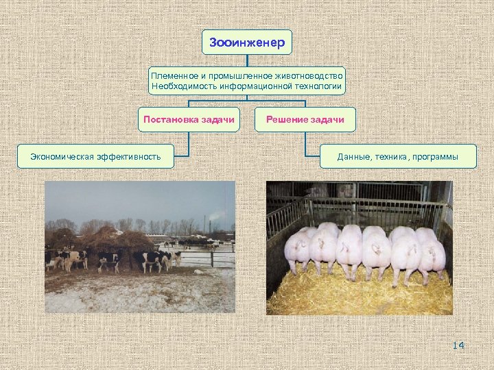 Зооинженер Племенное и промышленное животноводство Необходимость информационной технологии Постановка задачи Экономическая эффективность Решение задачи