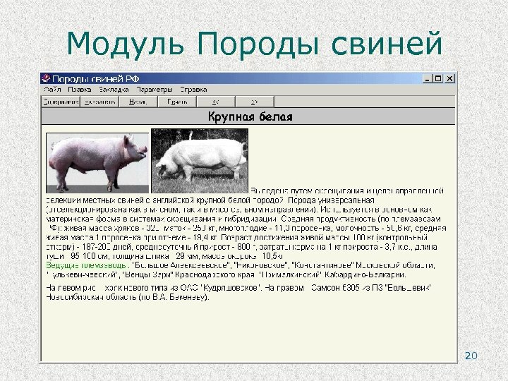 Модуль Породы свиней 20 