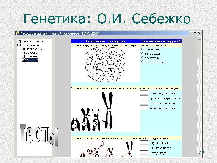 Генетика: О. И. Себежко 30 