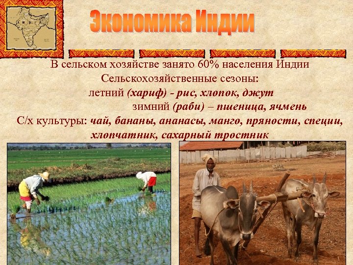 В сельском хозяйстве занято 60% населения Индии Сельскохозяйственные сезоны: летний (хариф) - рис, хлопок,