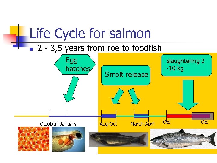 Life Cycle for salmon n 2 - 3, 5 years from roe to foodfish