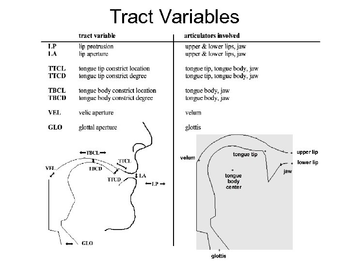 Tract Variables 