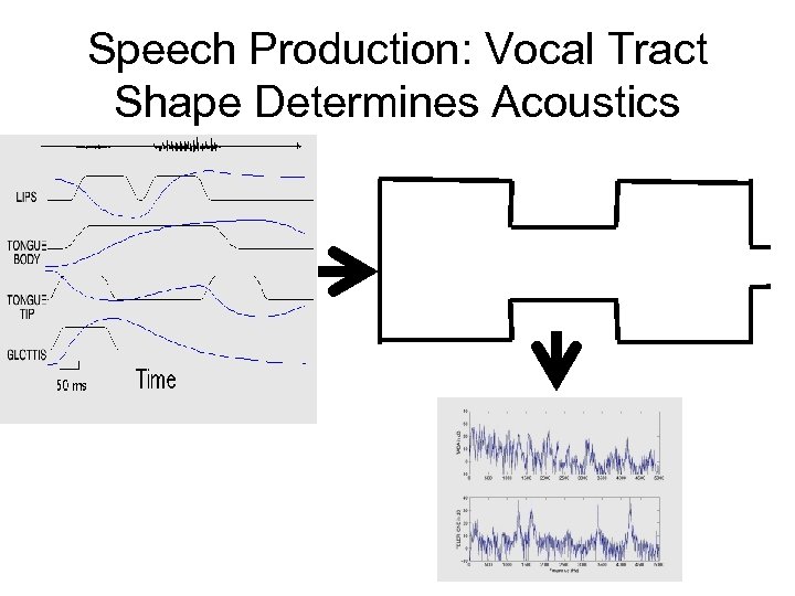 Speech Production: Vocal Tract Shape Determines Acoustics 