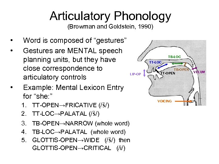 Articulatory Phonology (Browman and Goldstein, 1990) • • • Word is composed of “gestures”