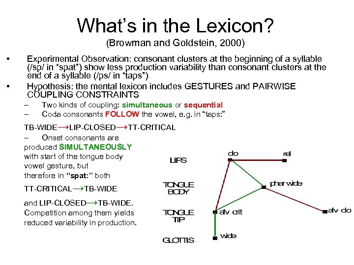 What’s in the Lexicon? (Browman and Goldstein, 2000) • • Experimental Observation: consonant clusters