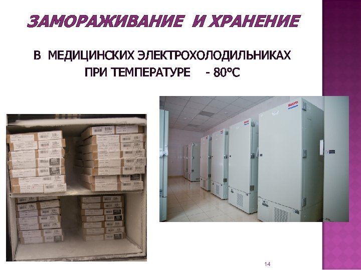 ЗАМОРАЖИВАНИЕ И ХРАНЕНИЕ В МЕДИЦИНСКИХ ЭЛЕКТРОХОЛОДИЛЬНИКАХ ПРИ ТЕМПЕРАТУРЕ - 80°С 14 