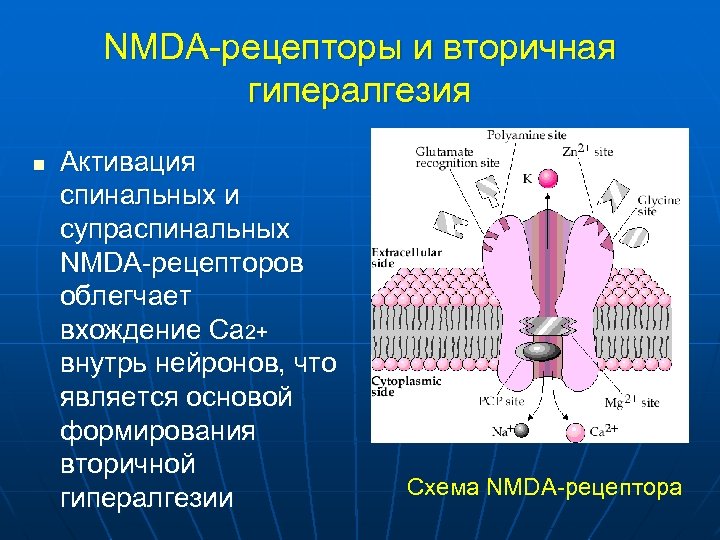 NMDA-рецепторы и вторичная гипералгезия n Активация спинальных и супраспинальных NMDA-рецепторов облегчает вхождение Са 2+