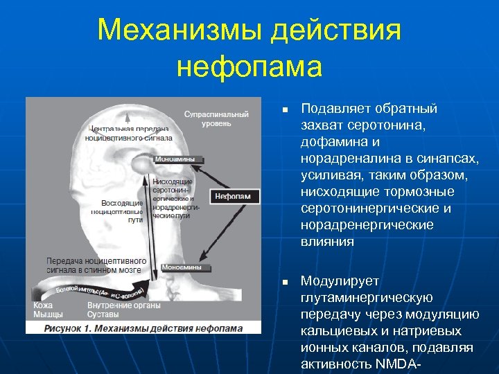 Механизмы действия нефопама n n Подавляет обратный захват серотонина, дофамина и норадреналина в синапсах,