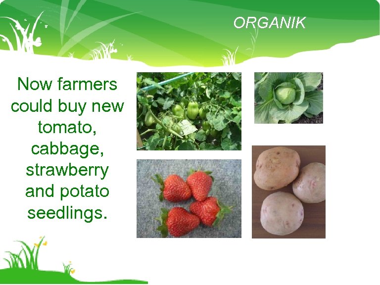 ORGANIK Now farmers could buy new tomato, cabbage, strawberry and potato seedlings. 