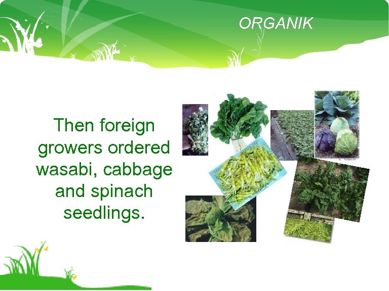 ORGANIK Then foreign growers ordered wasabi, cabbage and spinach seedlings. 