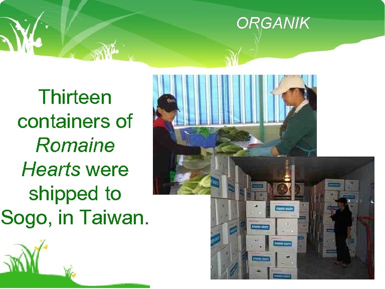 ORGANIK Thirteen containers of Romaine Hearts were shipped to Sogo, in Taiwan. 