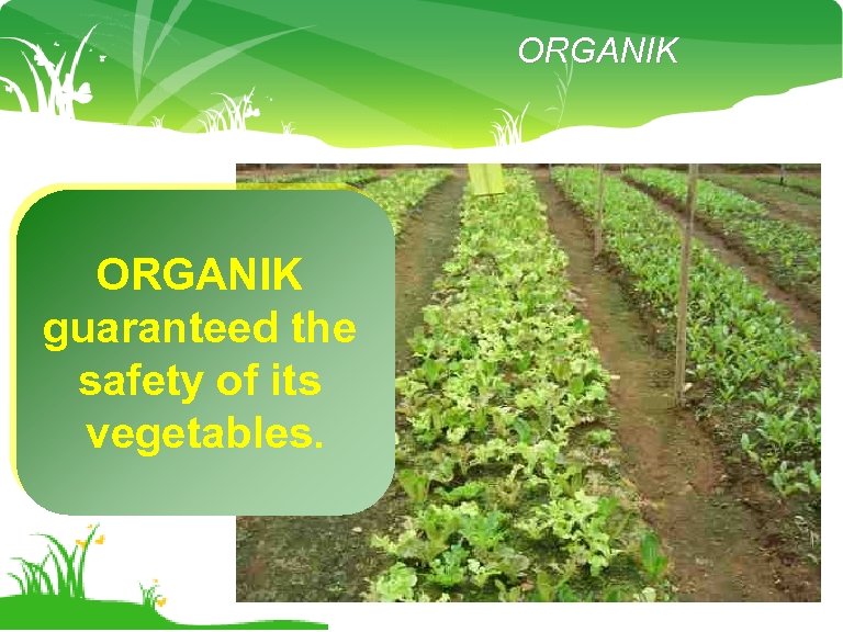 ORGANIK guaranteed the safety of its vegetables. 