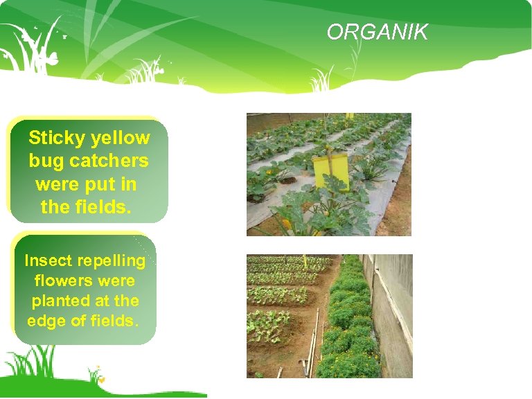 ORGANIK Sticky yellow bug catchers were put in the fields. Insect repelling flowers were