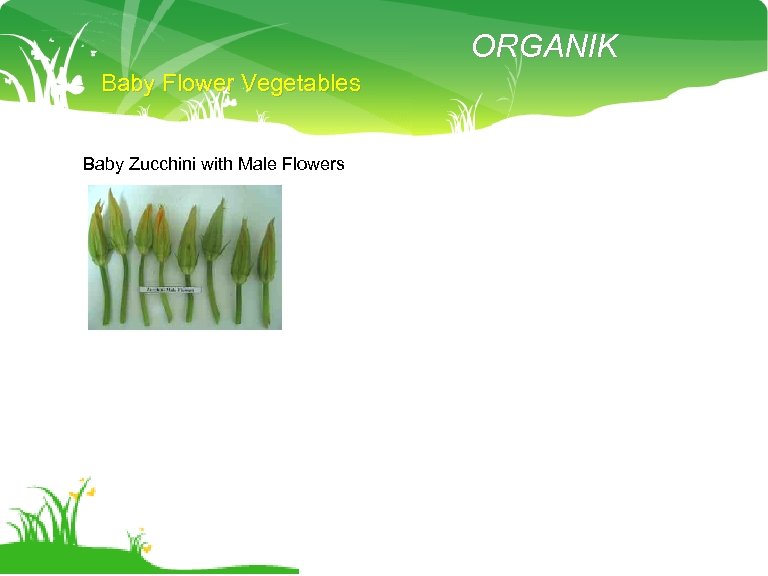 ORGANIK Baby Flower Vegetables Baby Zucchini with Male Flowers 